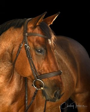 horse black background posing at Strides Riding Academy