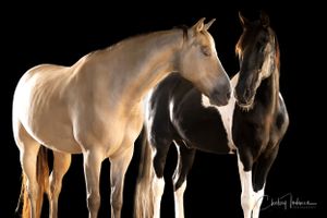 composite of two gaited horses in petaluma ca