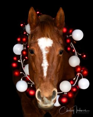 chestnut horse wearing a christmas wreath