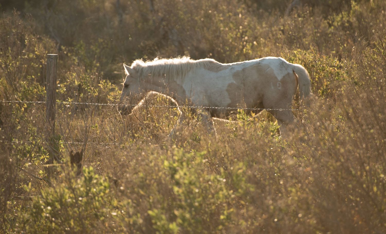 wild horse of Chincoteague Island, Virginia at Chincoteague National Wildlife Refuge