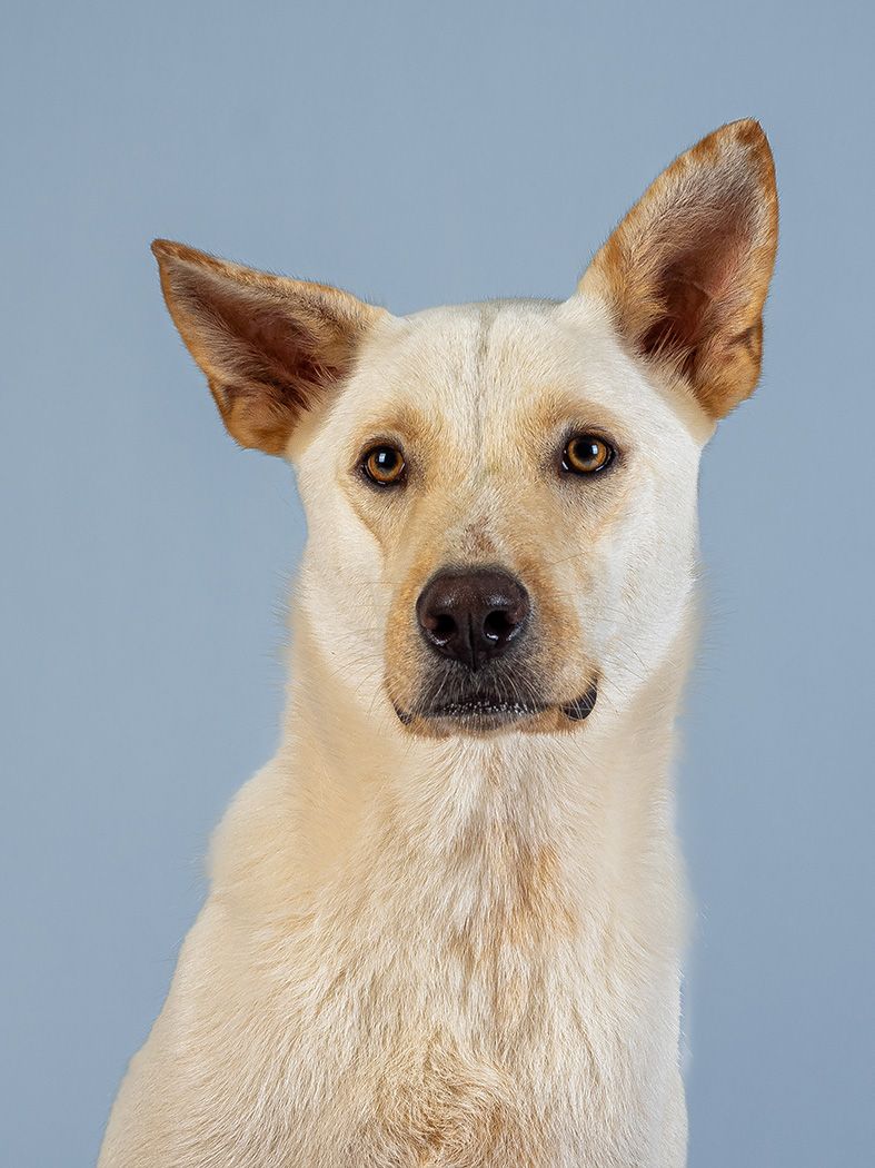 Rescue dog in studio by dog Photographer Lucy Reeve