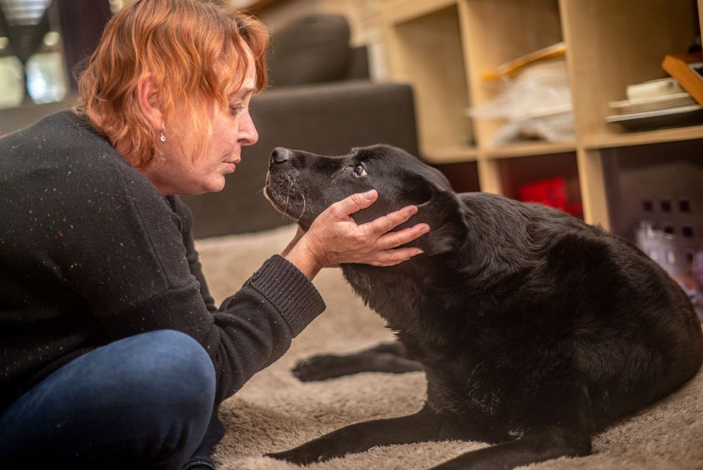 End of Life, Pets, Dogs, Senior Dogs, Palliative Care, Celebration of Life, Passing, Rainbow Bridge, Death, Loved Ones, Photoshoots, Love
