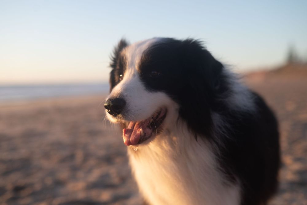End of Life, Pets, Dogs, Senior Dogs, Palliative Care, Celebration of Life, Passing, Rainbow Bridge, Death, Loved Ones, Photoshoots, Love