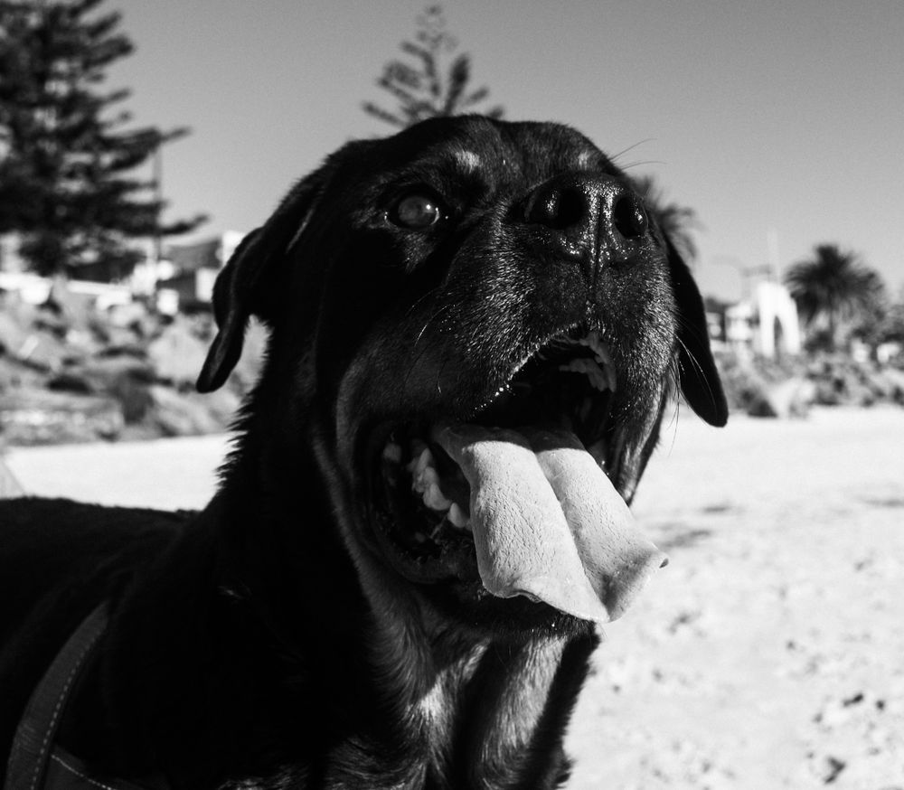 End of Life, Pets, Dogs, Senior Dogs, Palliative Care, Celebration of Life, Passing, Rainbow Bridge, Death, Loved Ones, Photoshoots, Love