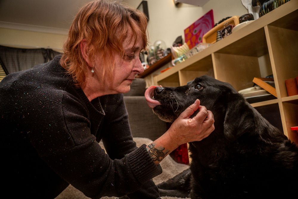 End of Life, Pets, Dogs, Senior Dogs, Palliative Care, Celebration of Life, Passing, Rainbow Bridge, Death, Loved Ones, Photoshoots, Love