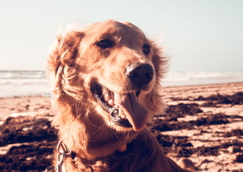 End of Life, Pets, Dogs, Senior Dogs, Palliative Care, Celebration of Life, Passing, Rainbow Bridge, Death, Loved Ones, Photoshoots, Love