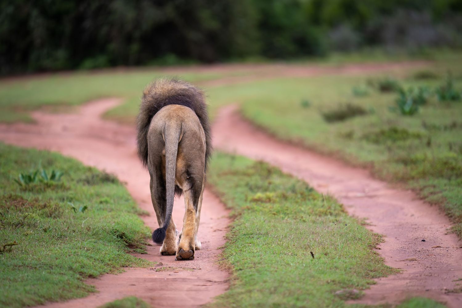 Lion walking on a road