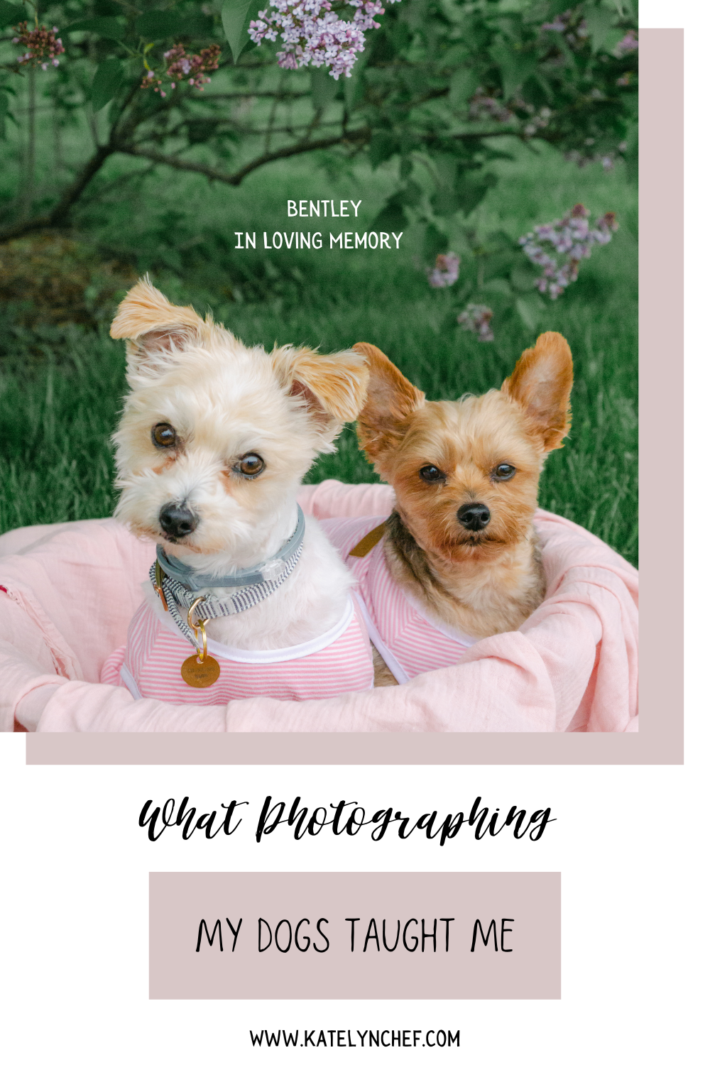 what photographing my dogs has taught me