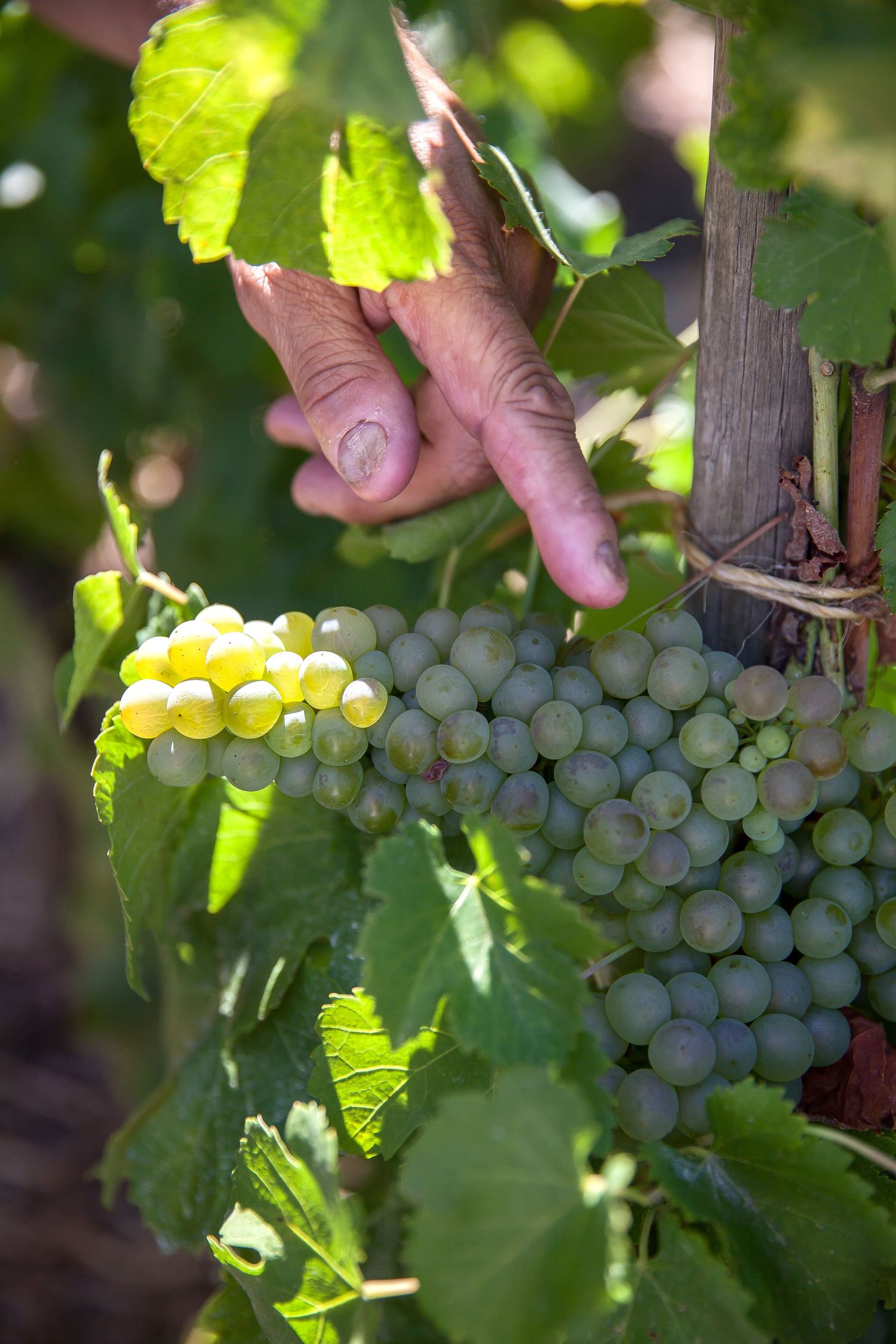 A la Table des Vignerons, éditions Hachette,  photo Le Studio by Panier de Saison