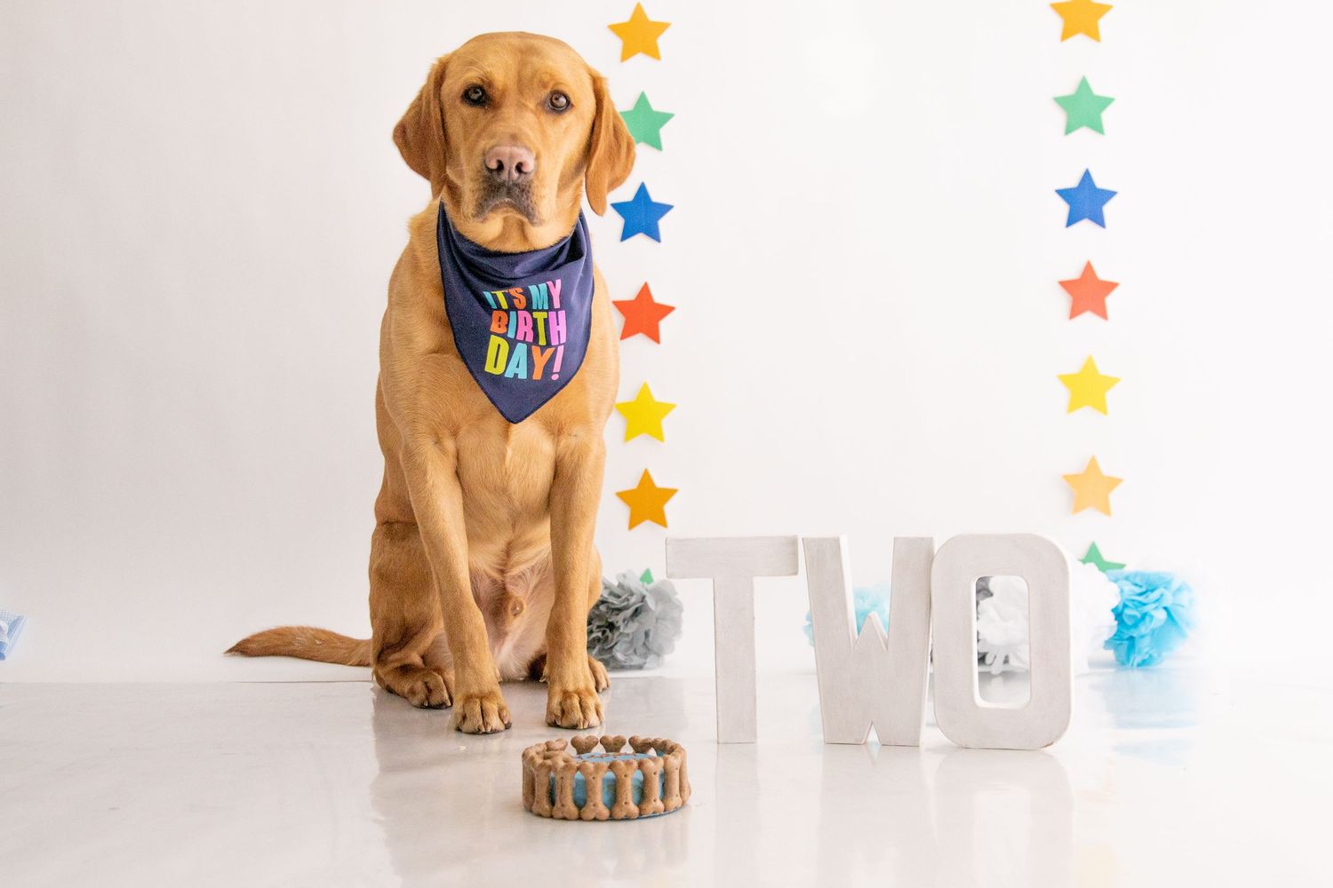 Pet Cake Smash Photographer in Poole and Bournemouth