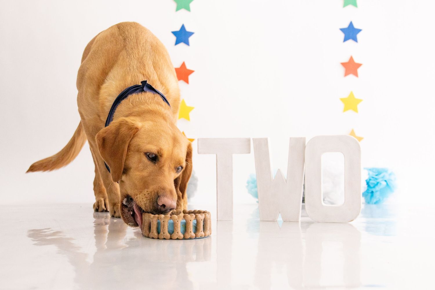 Pet Cake Smash Photographer in Poole and Bournemouth