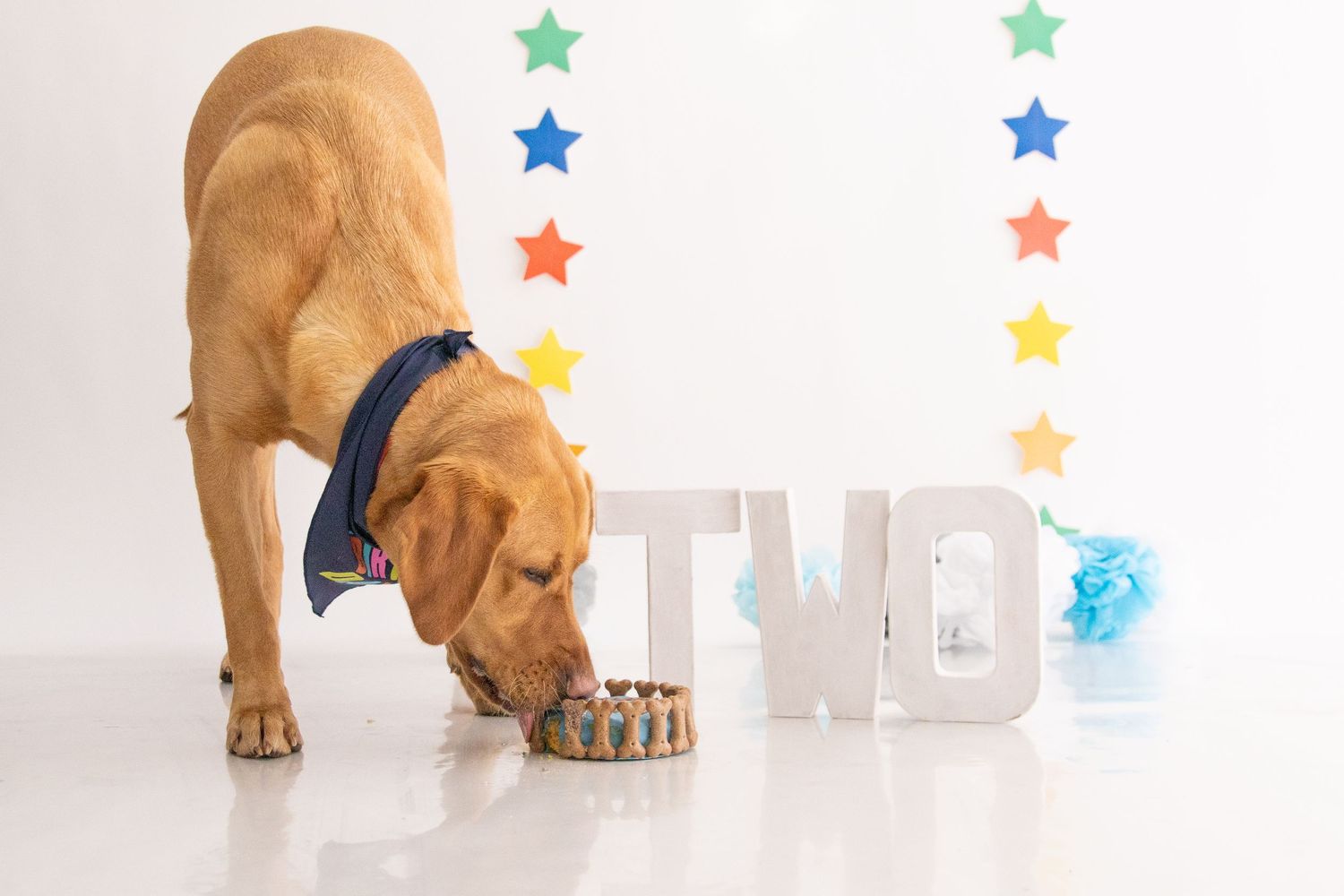 Pet Cake Smash Photographer in Poole and Bournemouth
