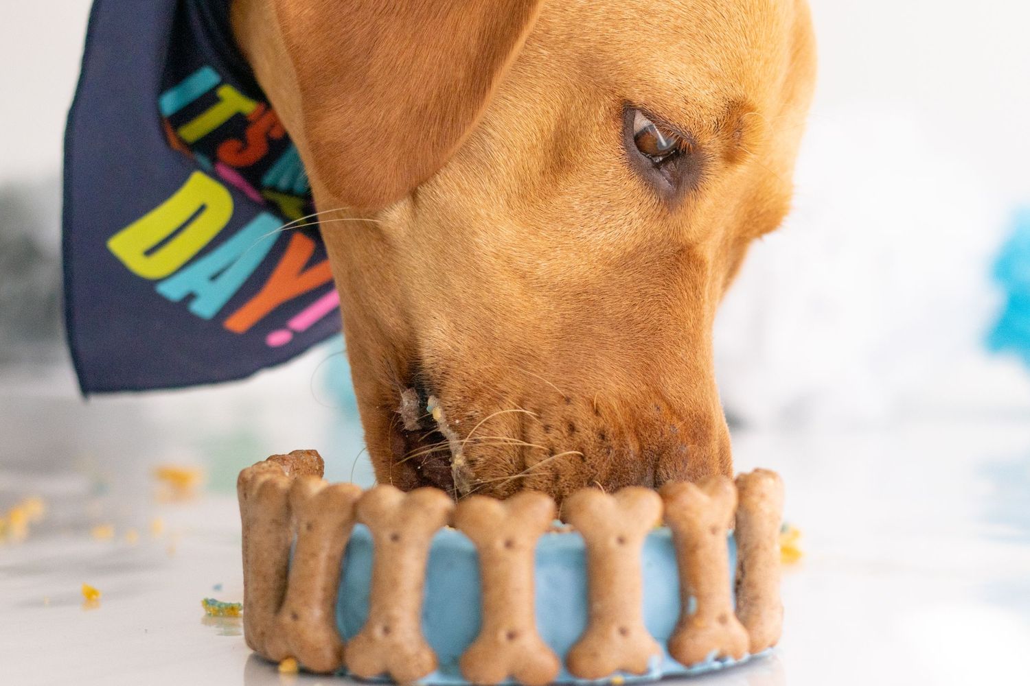 Pet Cake Smash Photographer in Poole and Bournemouth