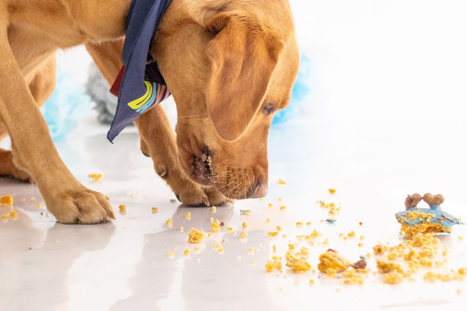 Pet Cake Smash Photographer in Poole and Bournemouth