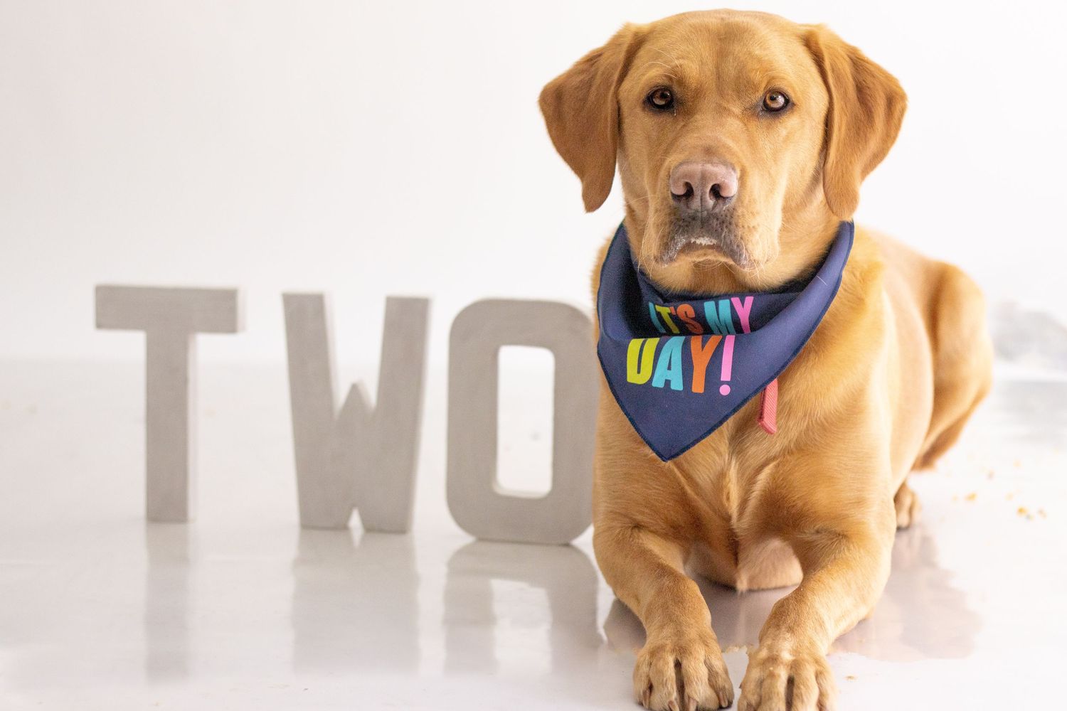 Pet Photographer in Poole and Bournemouth