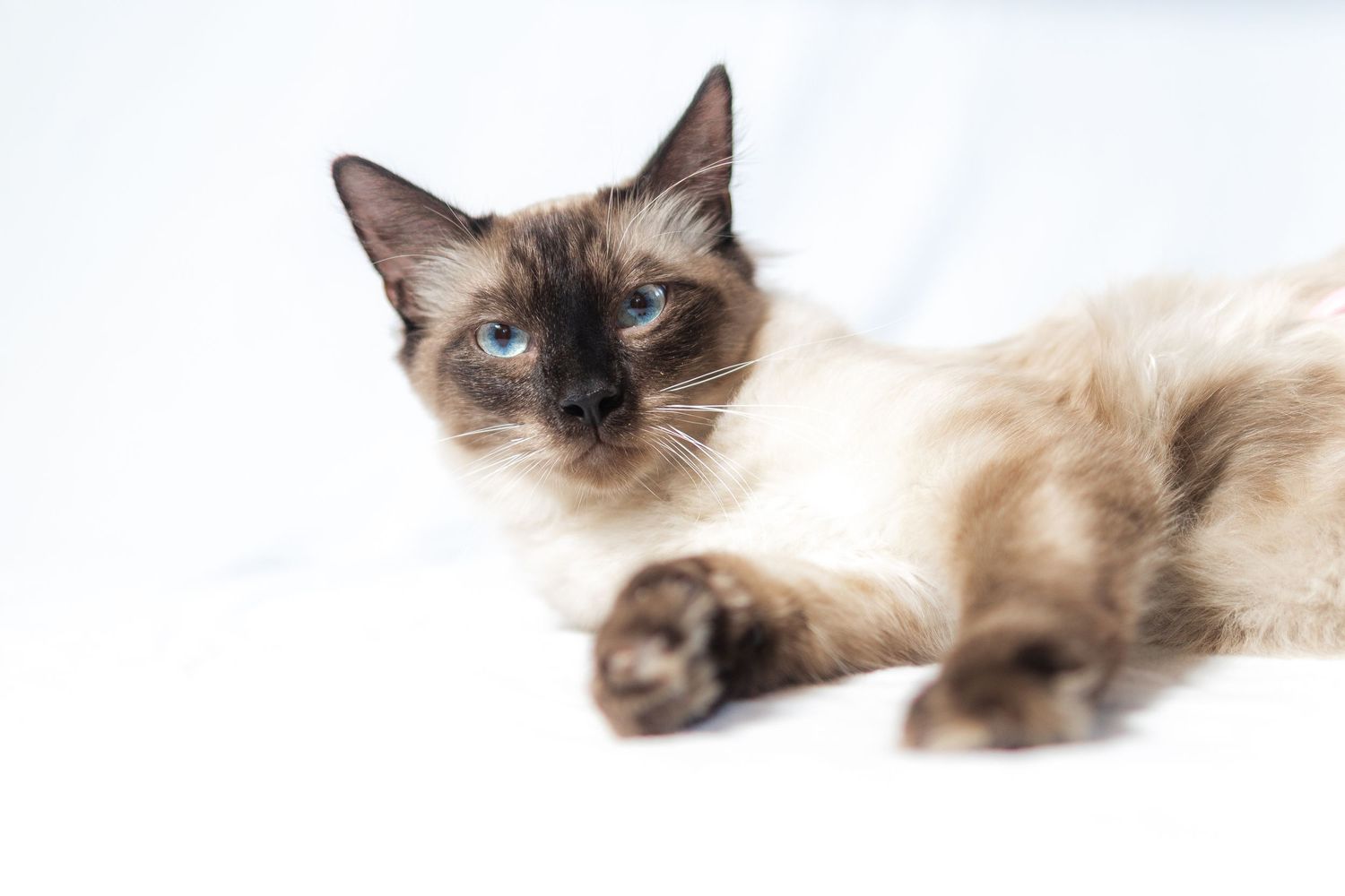 Siamese cat with blue eyes resting on white surface.