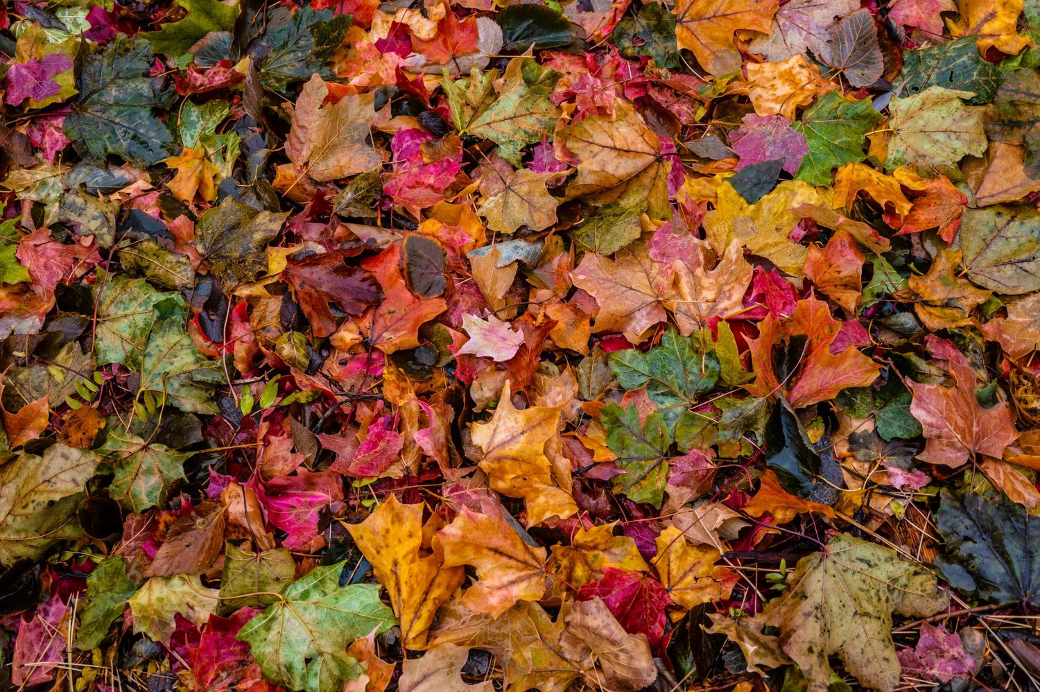 Colorful autumn leaves in various shades of red, orange, and yellow scattered on the ground.