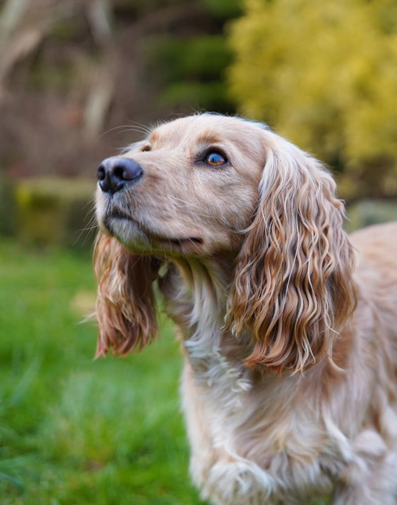 Cocker spaniel with wavy golden fur gazing upward in a garden setting.