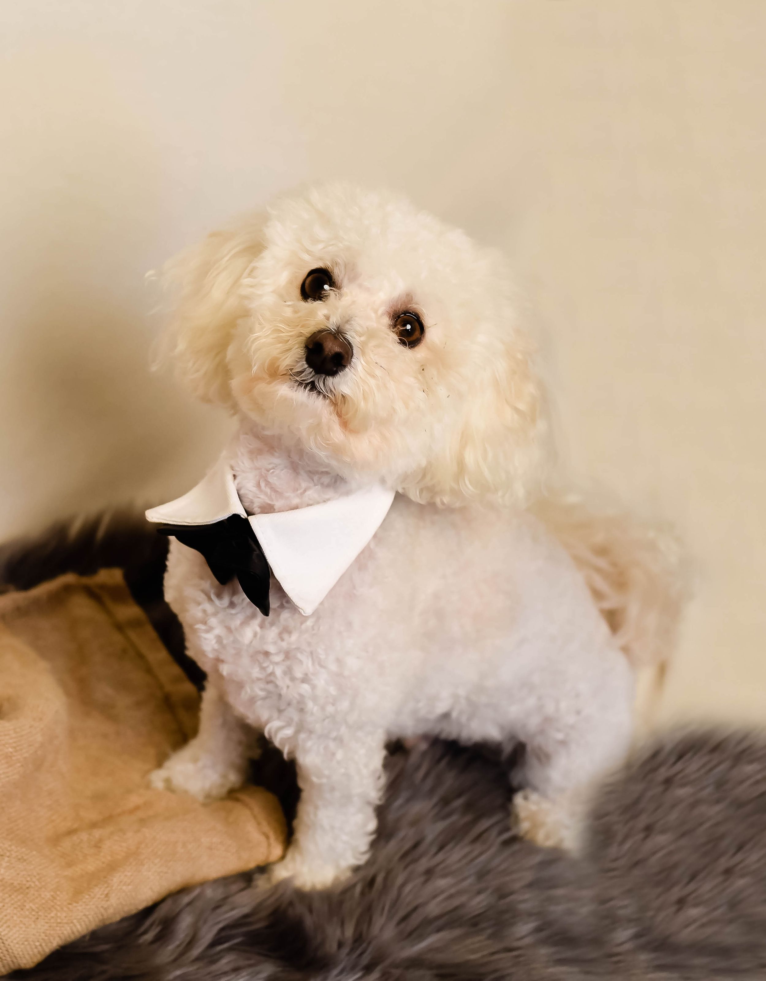 Liverpool Pet Photographer