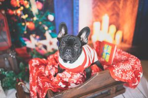 Liverpool Pet Photographer