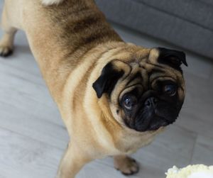 Liverpool Pet Photographer