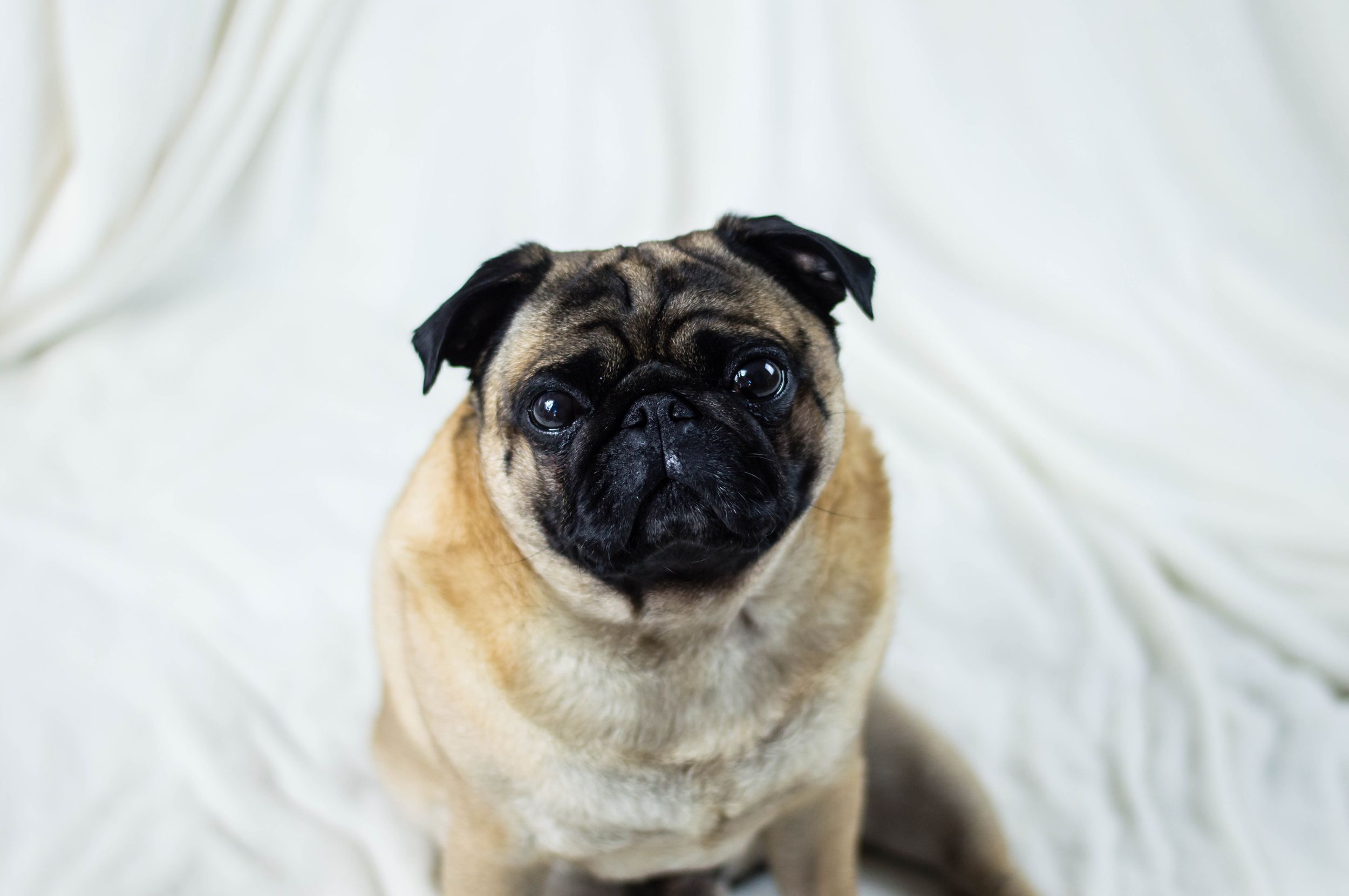 Liverpool Pet Photographer