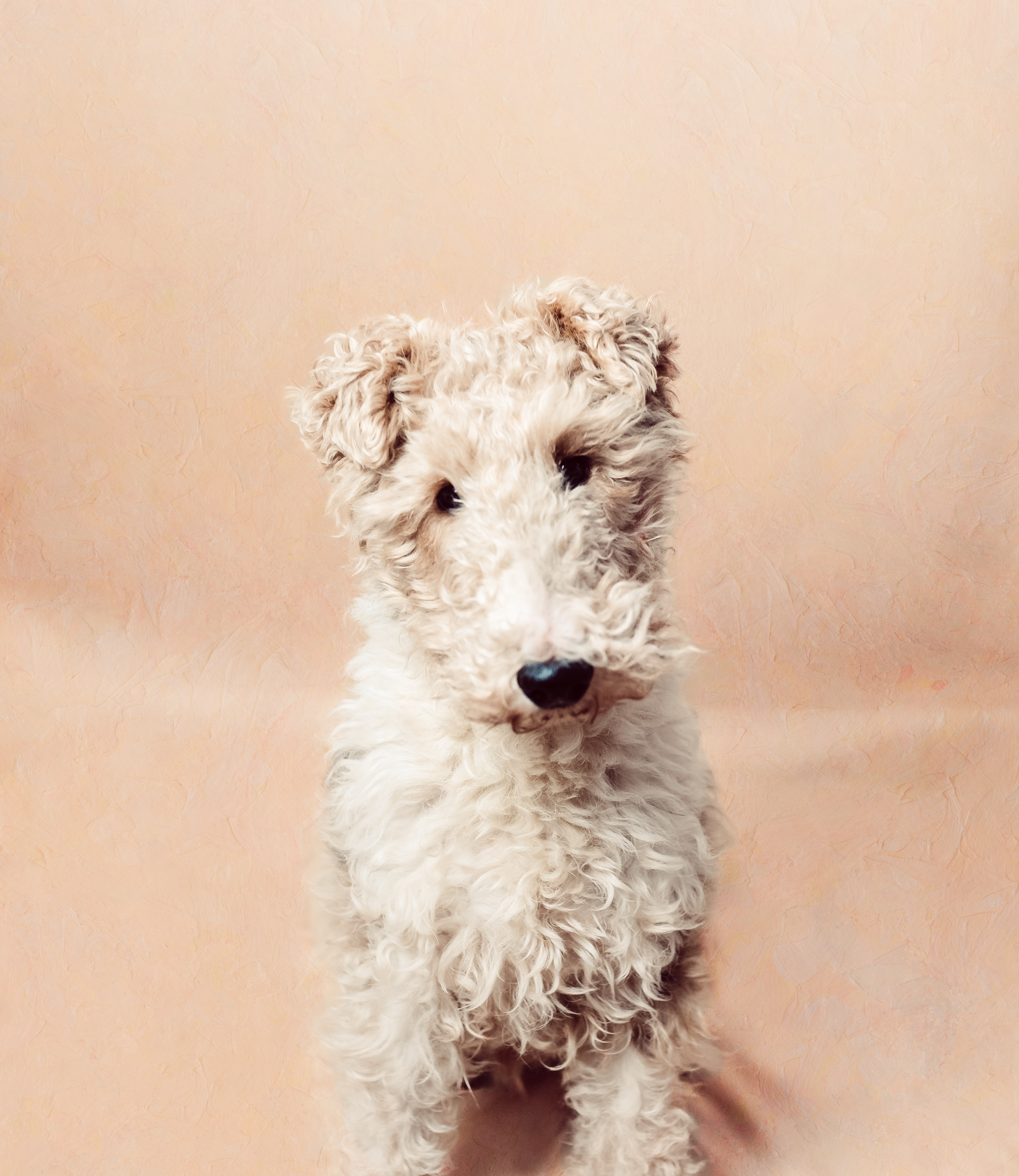 Liverpool Pet Photographer