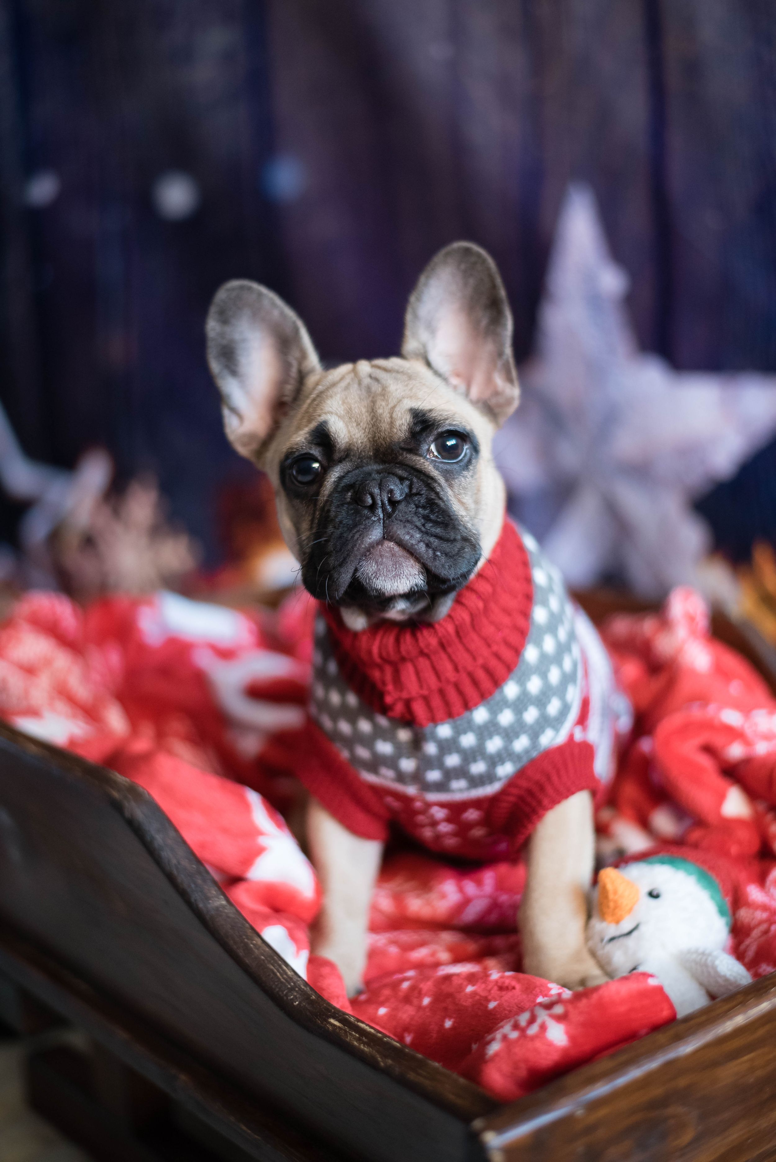 Liverpool Pet Photographer