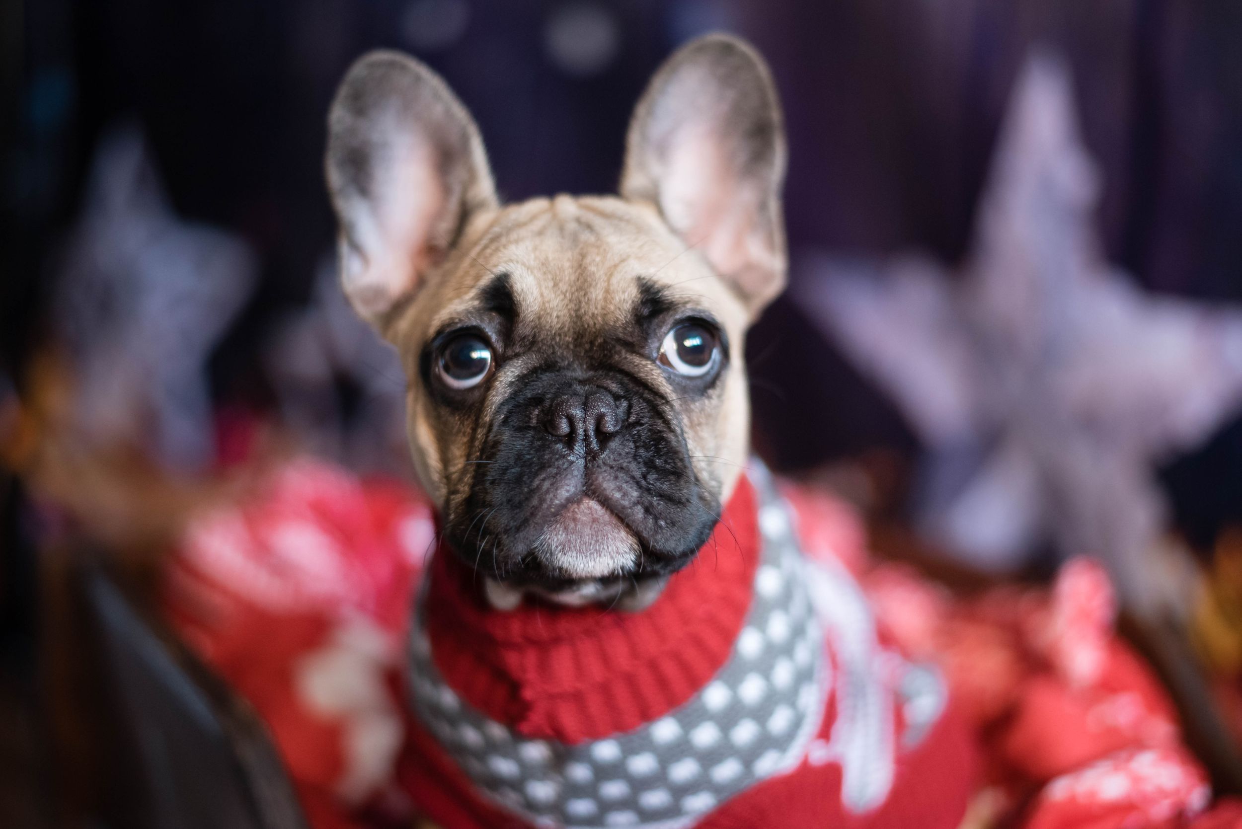 Liverpool Pet Photographer