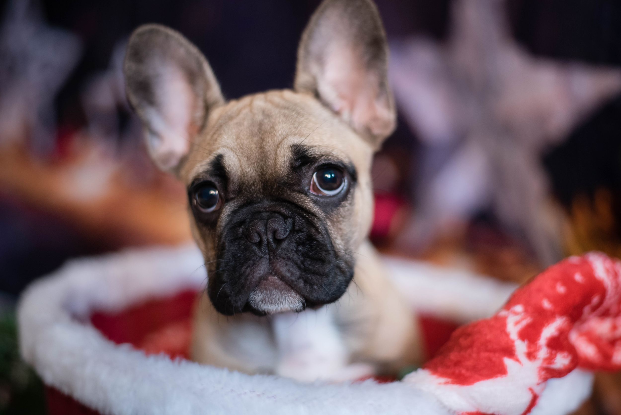 Liverpool Pet Photographer
