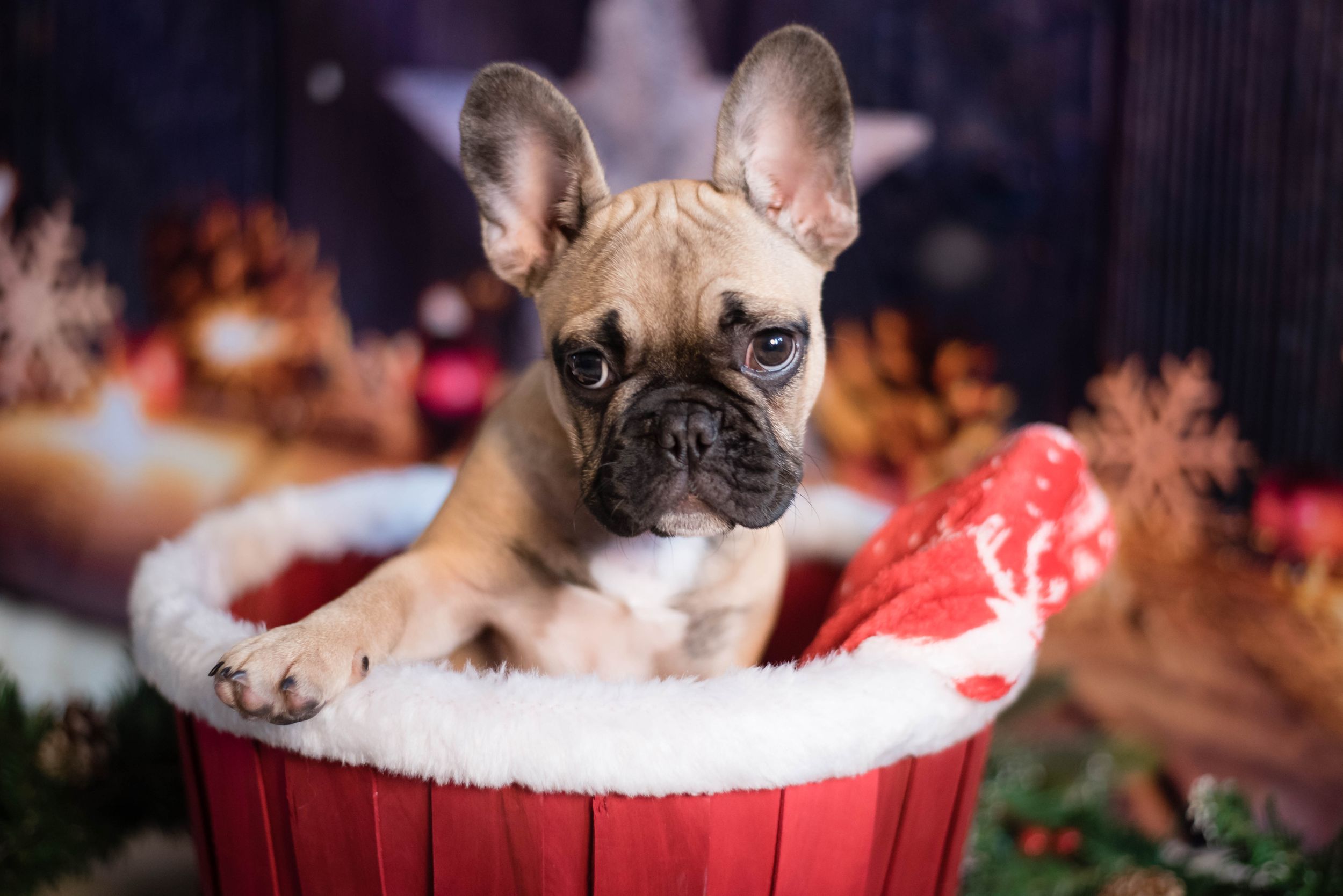 Liverpool Pet Photographer