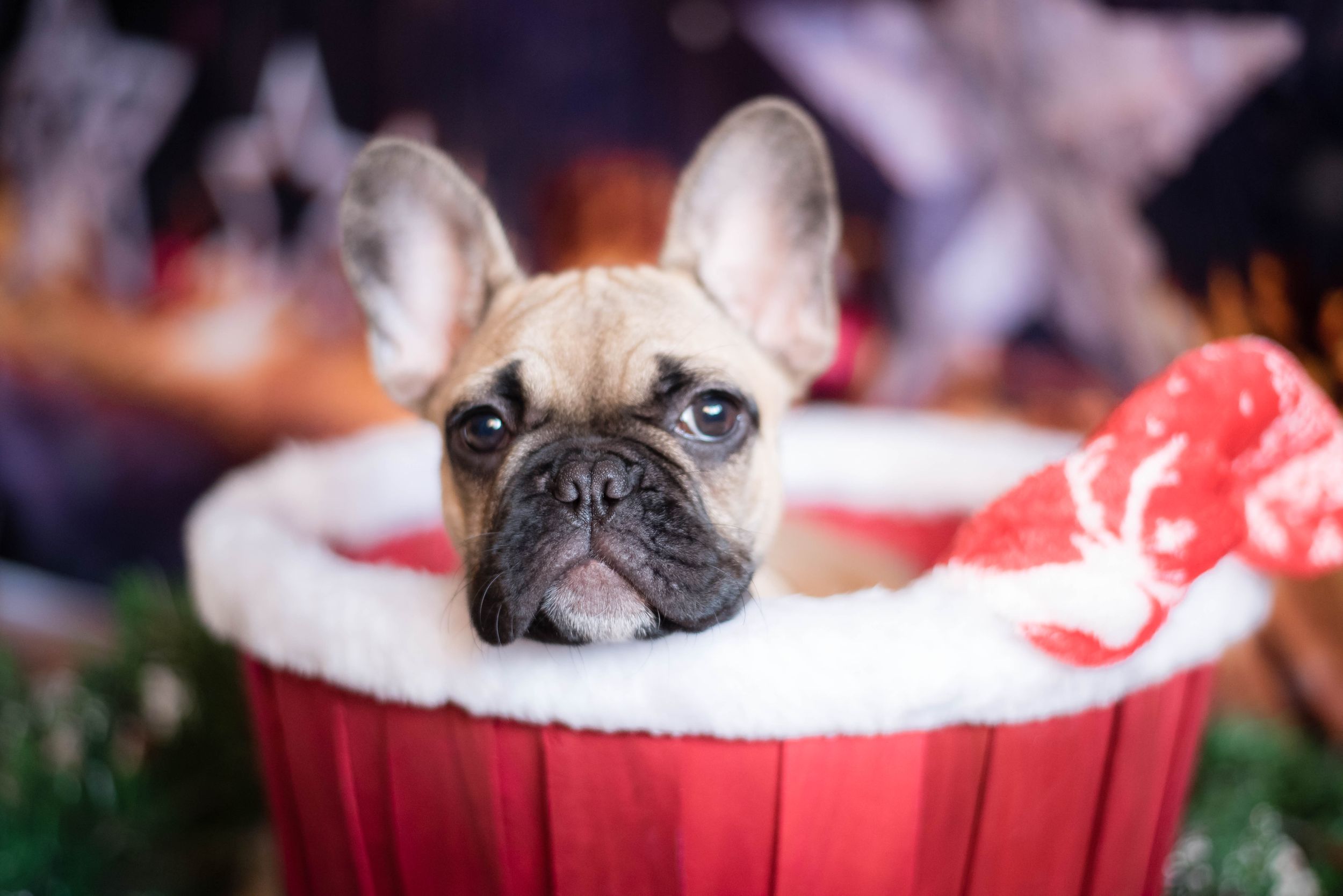 Liverpool Pet Photographer