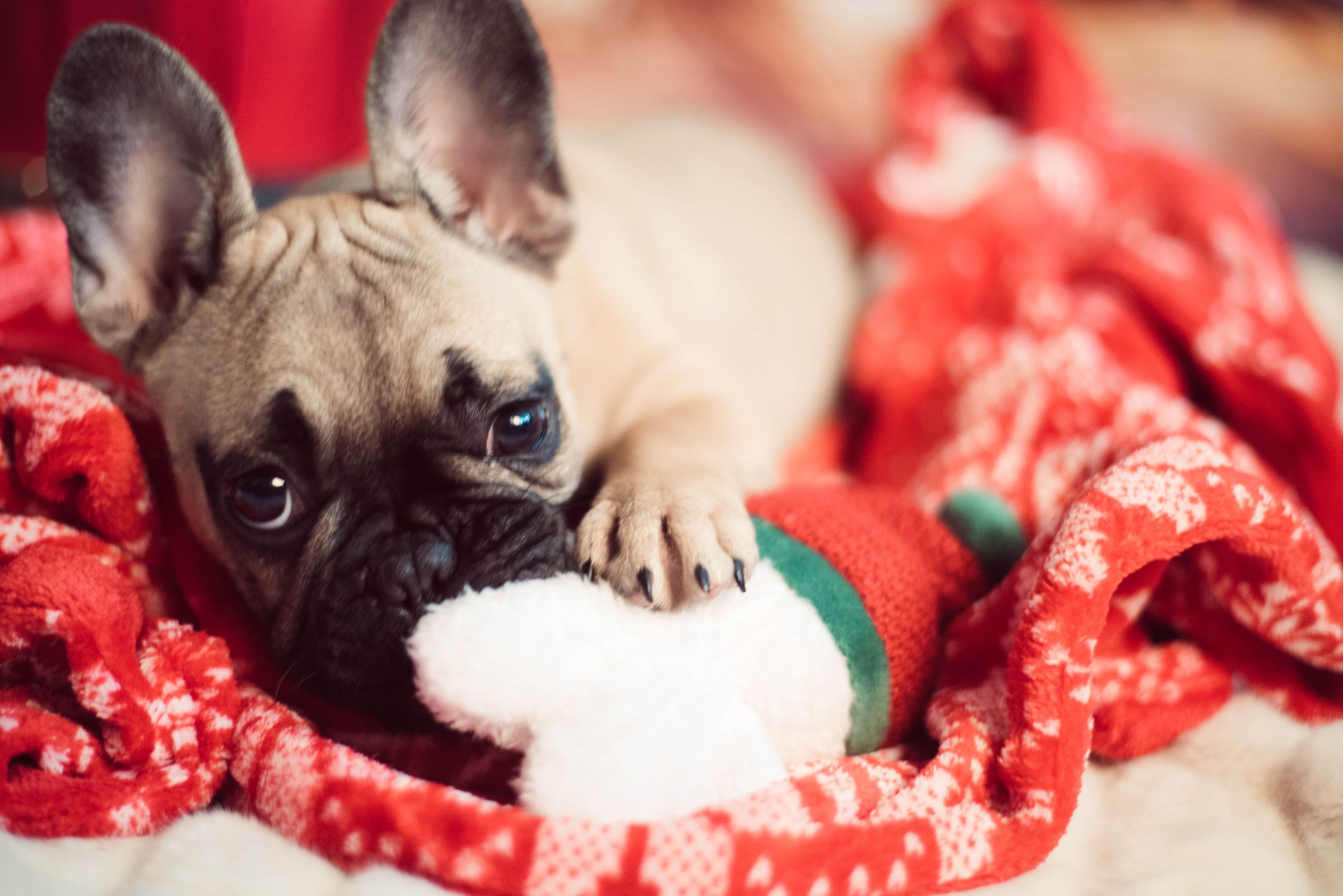 Liverpool Pet Photographer