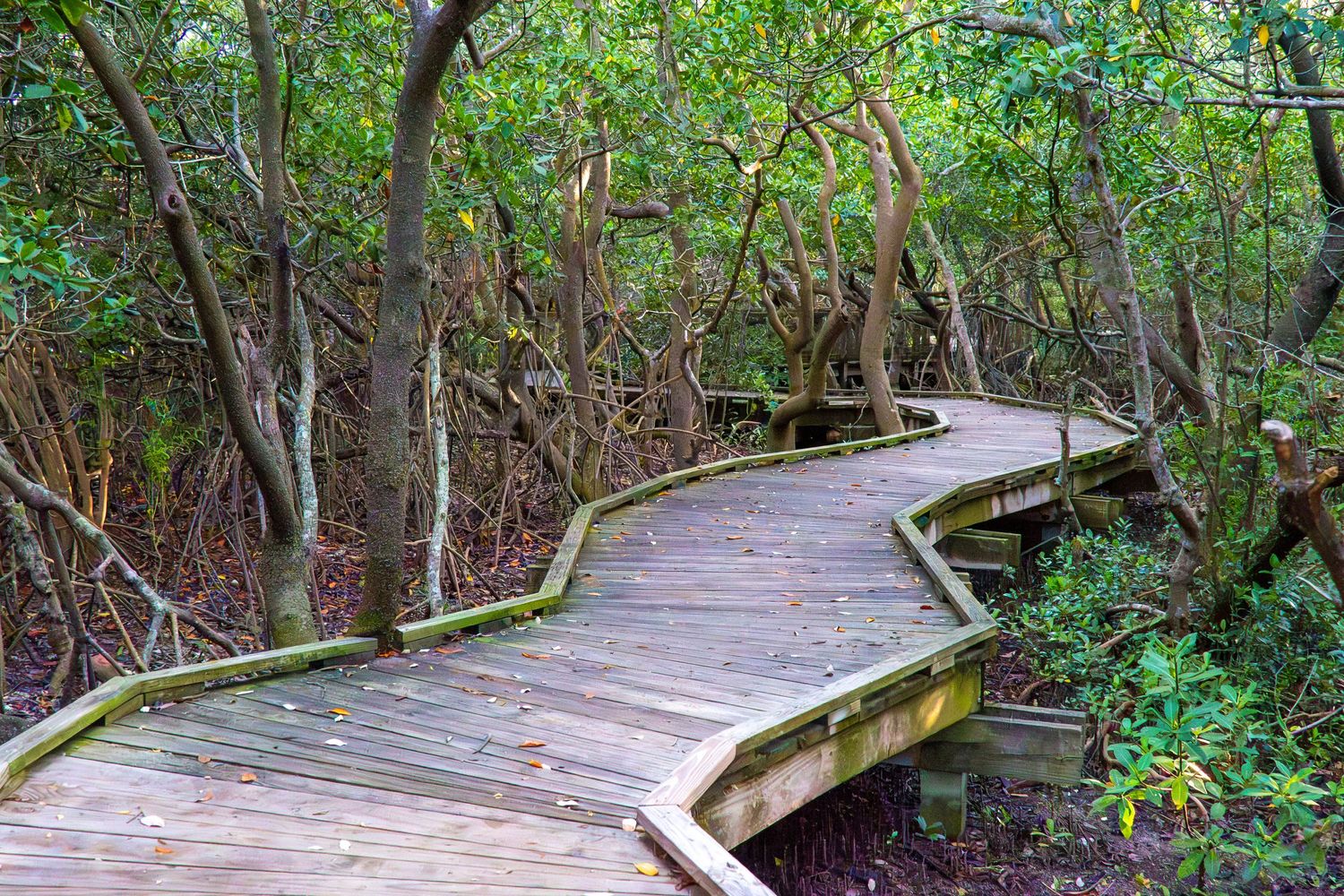 A winding wooden boardwalk path meanders through dense mangrove forest.