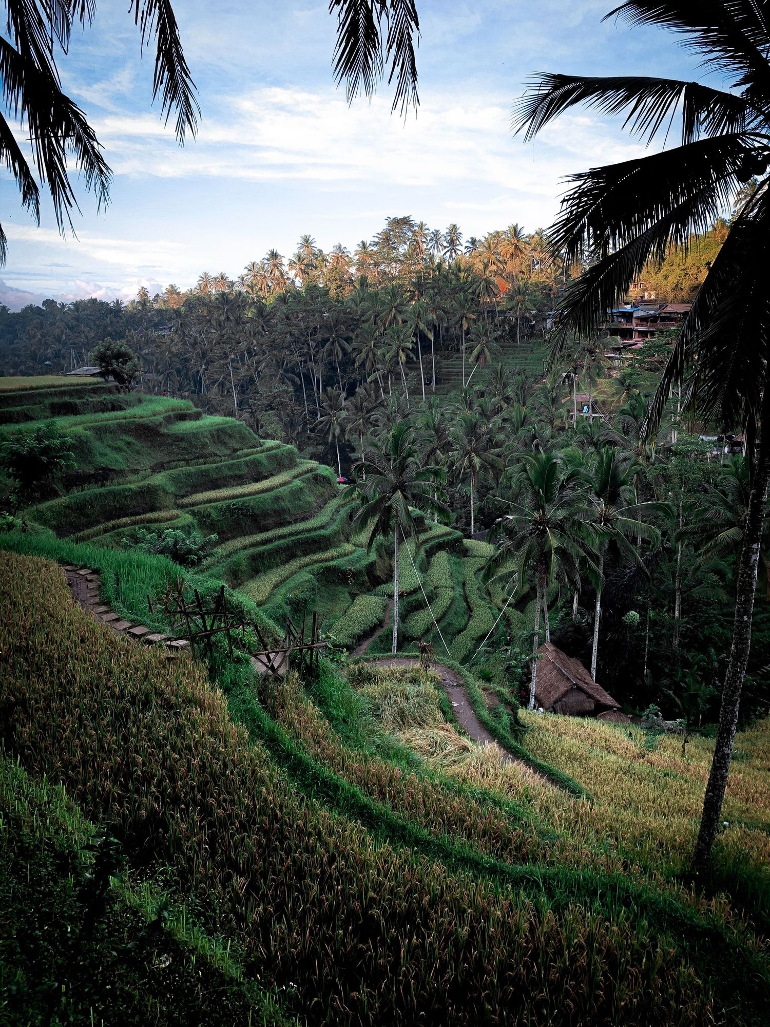 Lush, sloping rice terraces in the rainforest of Ubud, Bali.