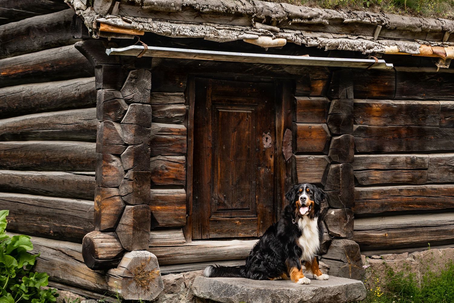 Berner Sennenhund, Norsk Folkemuseum, fotograf i Oslo