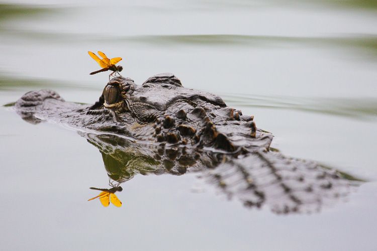 Alligator with yellow dragonfly on eye swims in the water near Hilton Head Island, South Carolina