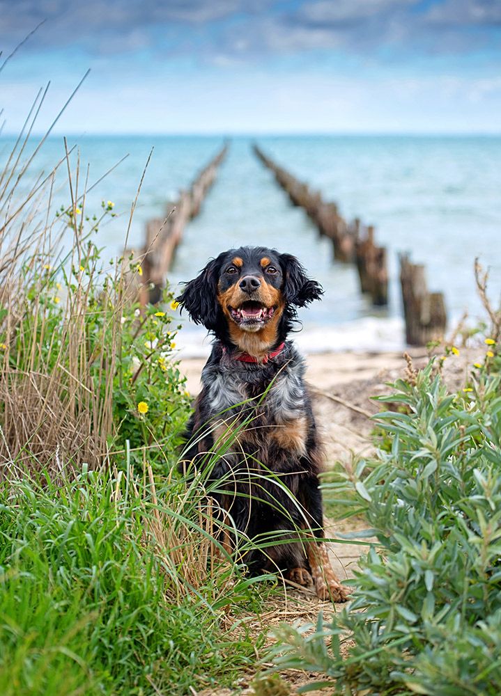 Brittany spaniel dog photography by Geelong based dog photograper and photographed in Clifton Sprints