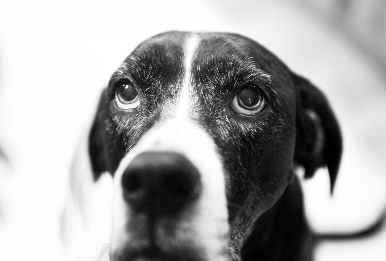 Black and white portrait of a black and white dog