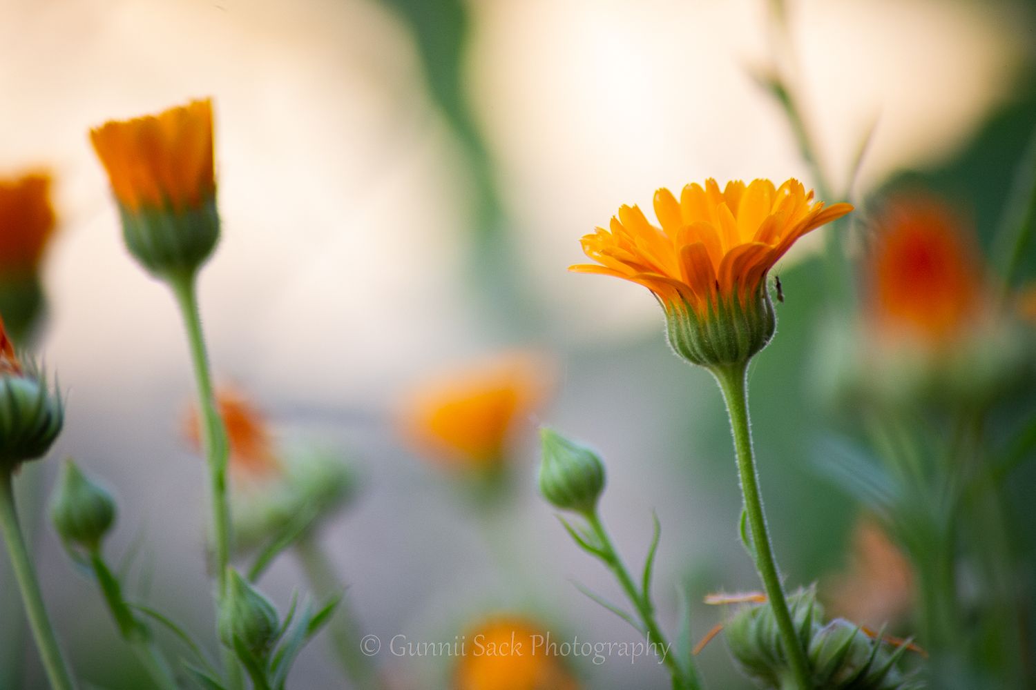 calendula, hi-yo farms, gunnii sack photography, zone9b