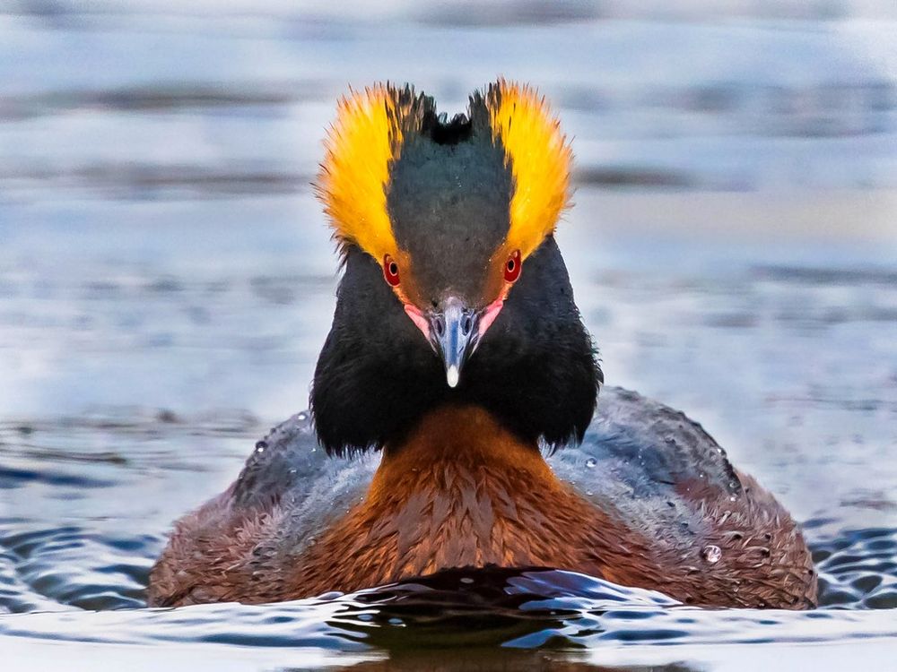 Slavonian Grebe
