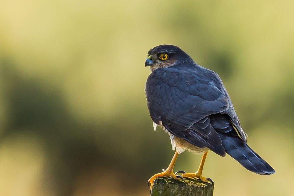 Sparrowhawk