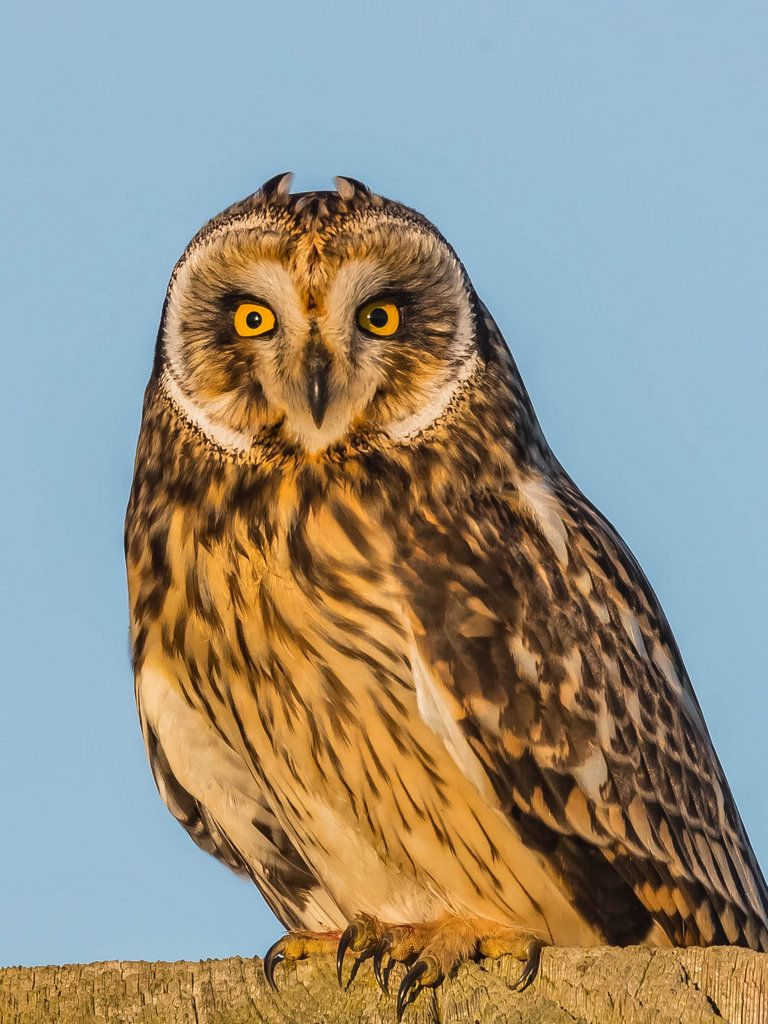 Short Eared Owl