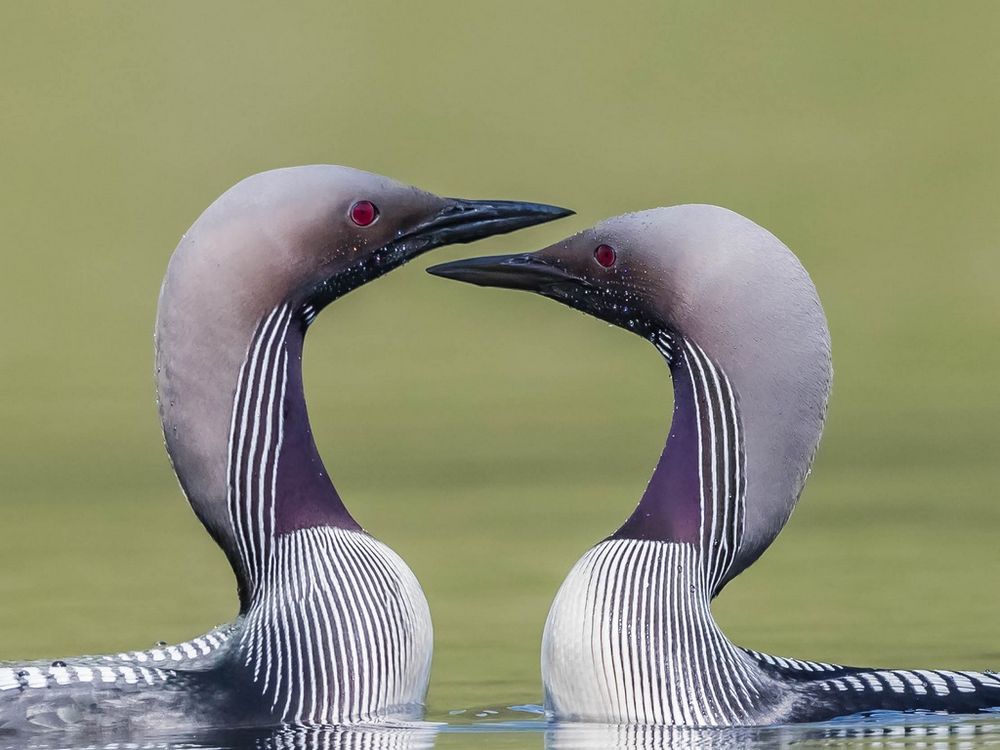 Black Throated Divers