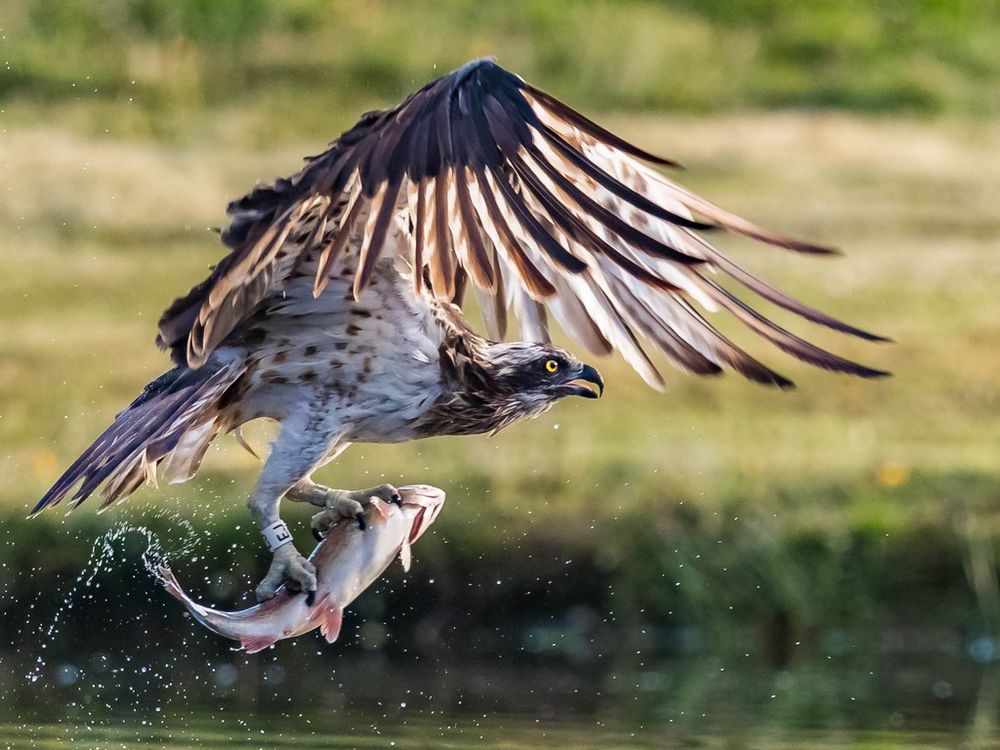 Osprey