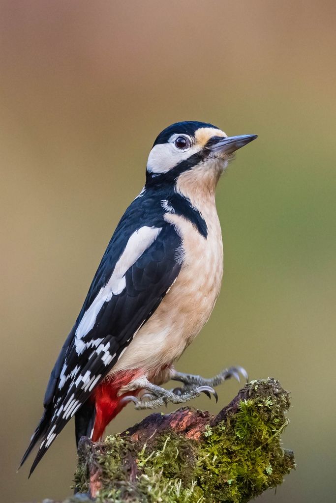 Great Spotted Woodpecker