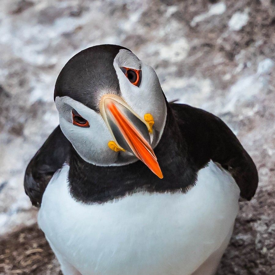 Puffin