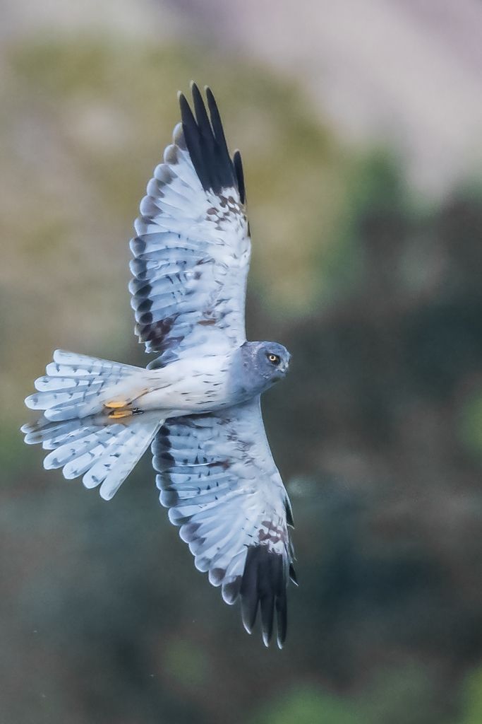 Hen Harrier (M)