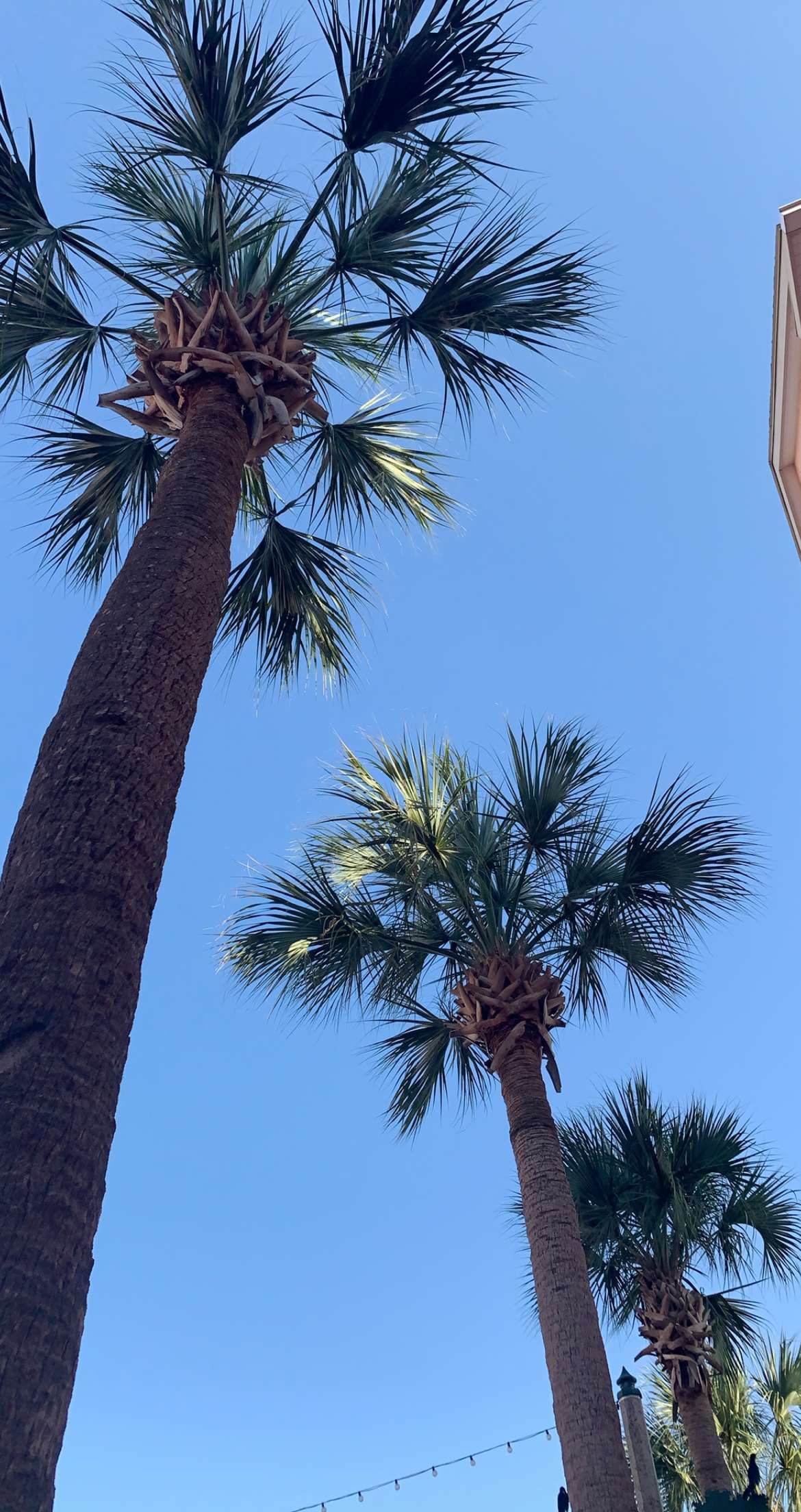 Towering palm trees photographed from below against a bright blue sky.