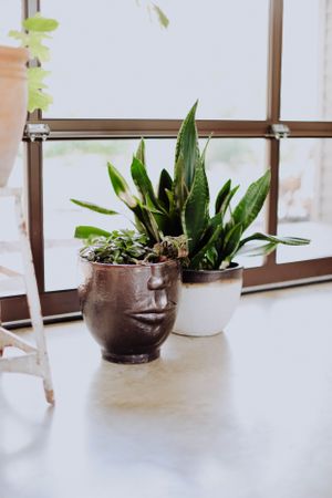 Potted plants arranged on windowsill with natural light streaming in.